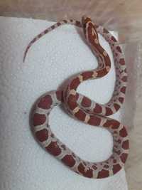 wąż zbożowy - samiec ultramel het. scaleless