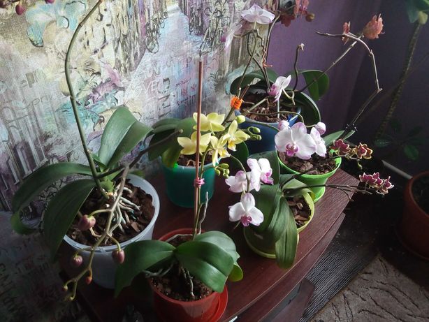 Орхидеи разных цветов и видов 3 шт