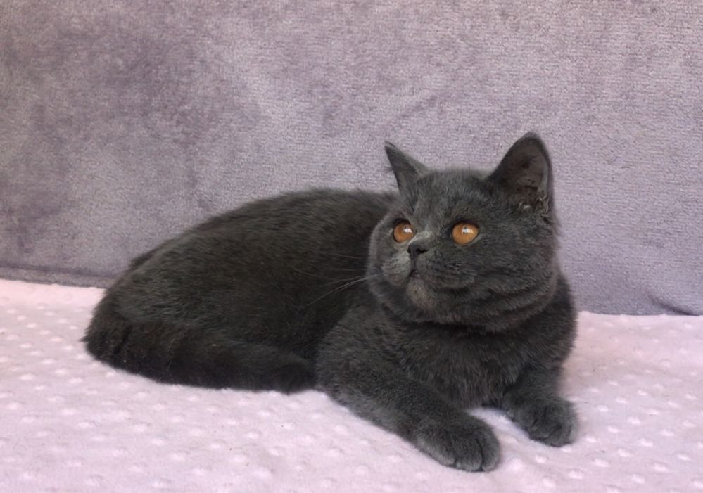 Котик британский.