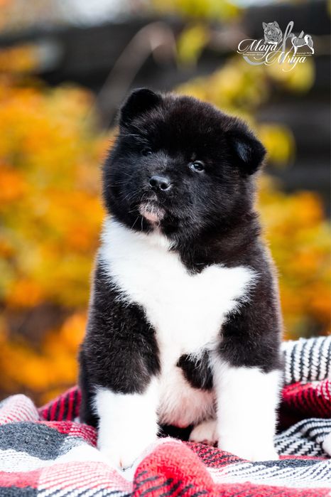 Американська акіта/ американская акита/ american akita