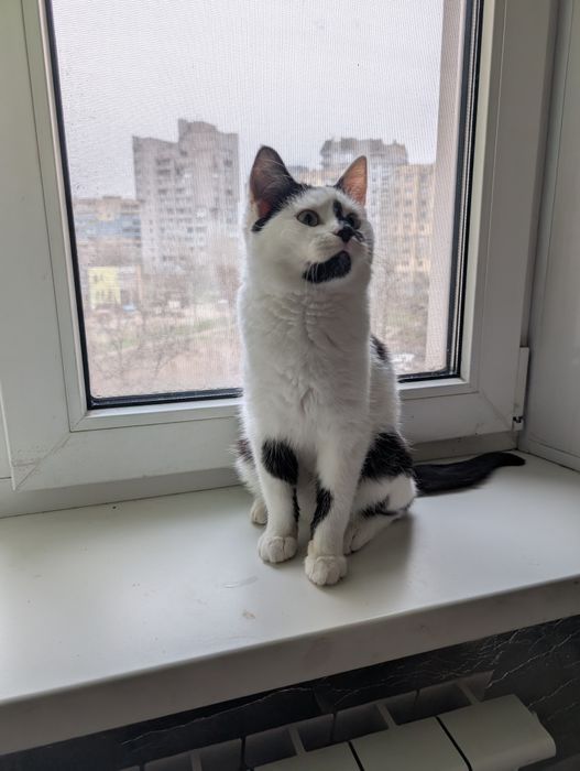 Милый котик ищет дом