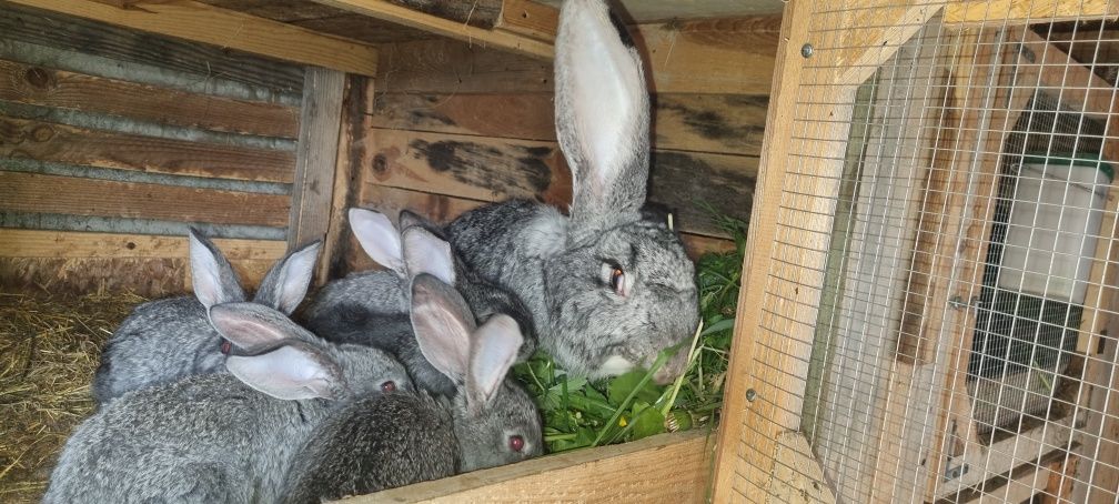 Belgi barany francuskie zapraszam do opisu