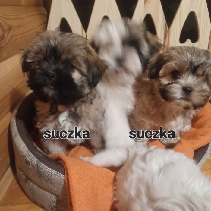 Sprzedam suczkę shihtzu.