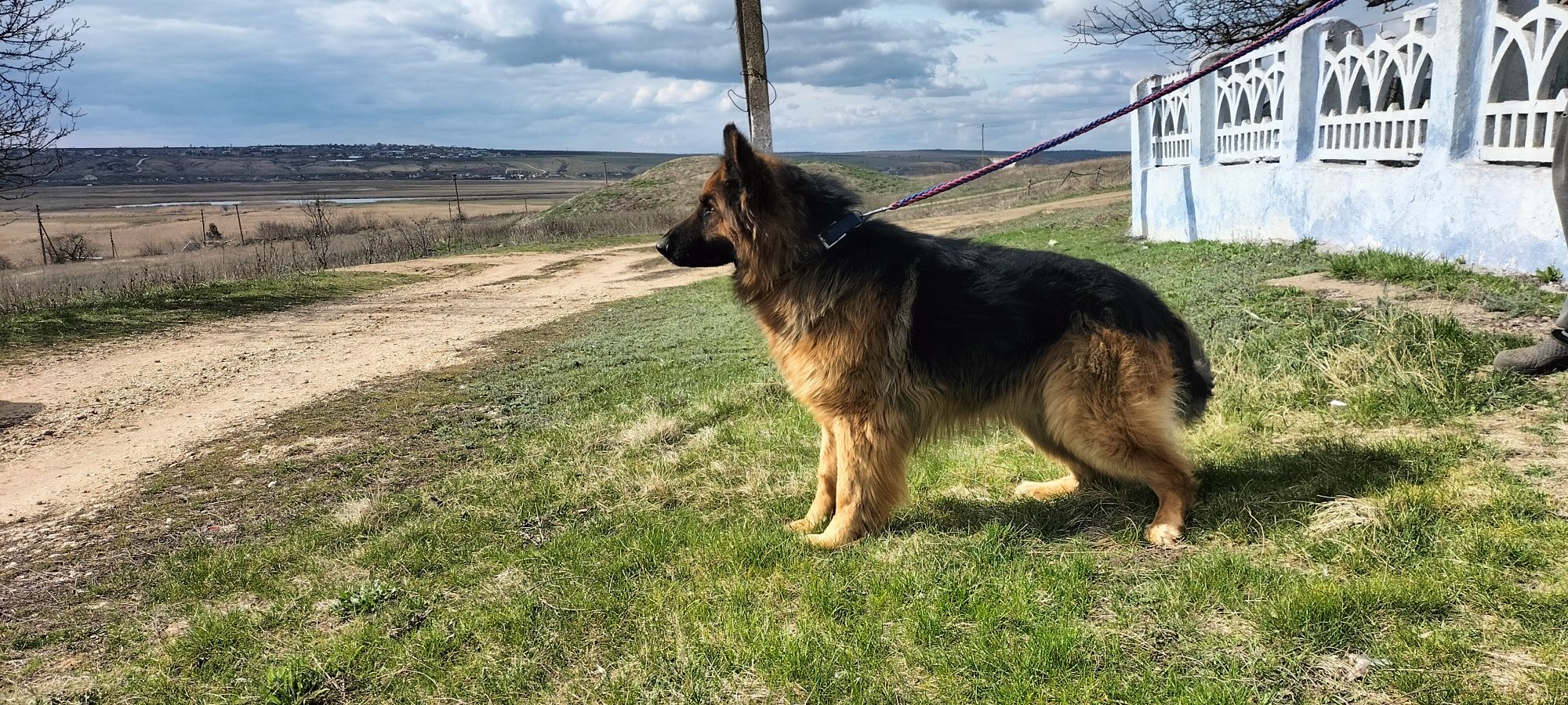 Пропонується для в'язки кобель німецької вівчарки