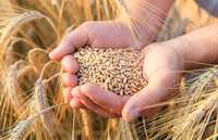 Зерно: пшениця, кукурудза, ячмінь Кривий Ріг пшеница, кукуруза, ячмень