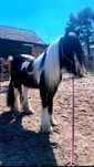 Dzierżawa klaczy rasy Irish Cob (Tinker)