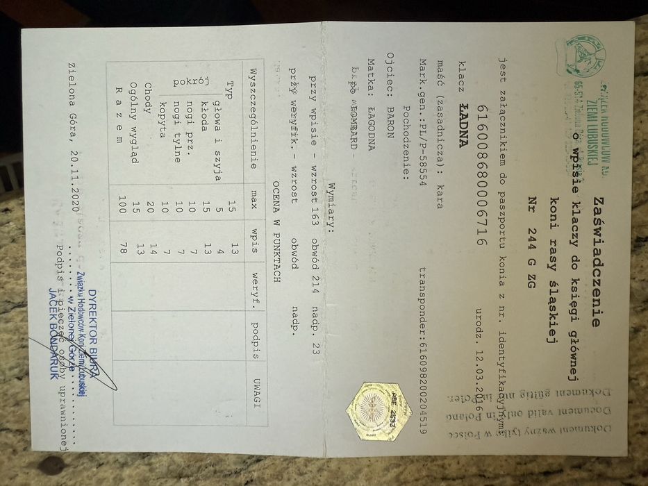 Klacz śląska ŁADNA z licencją