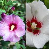Гибискус садовый, сирийская роза