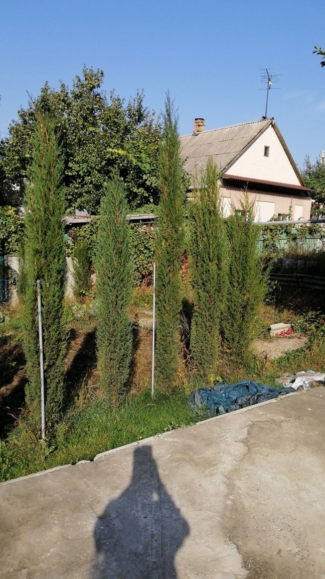 Кипарис вечнозеленый 'Стрикта' Cupressus sempervirens 'Stricta'