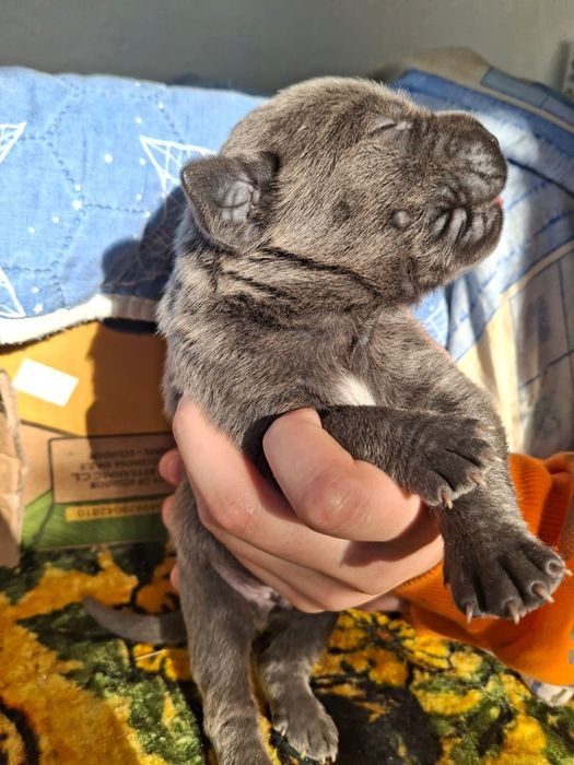 Бронювання цуценят кане-корсо