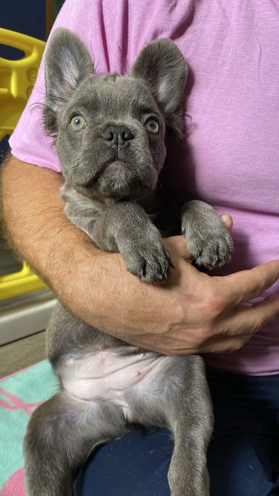 Французский бульдог