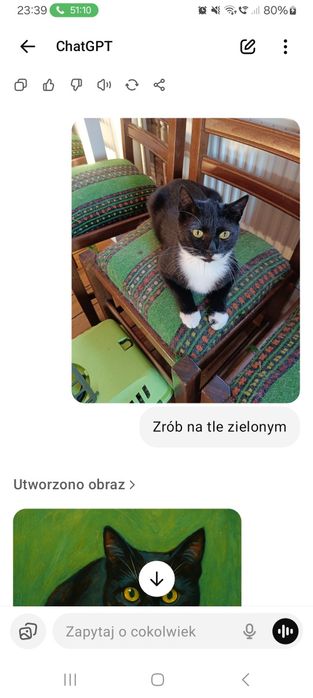 Kot Antoś wypatruje domku