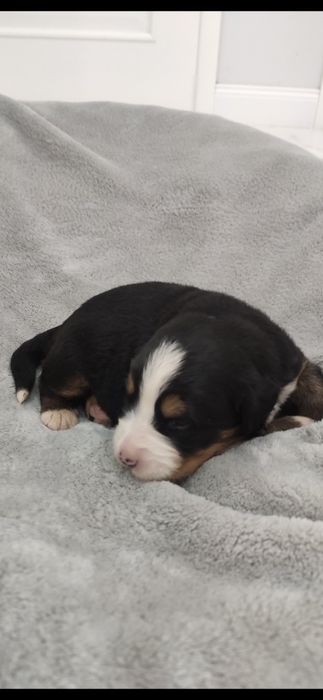 Suczka z rodowodem. Berneński Pies Pasterski.