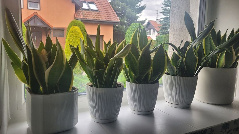 sensavieria miecz duże