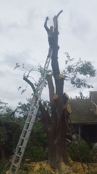 Загадка и распиловка деревьев,дров