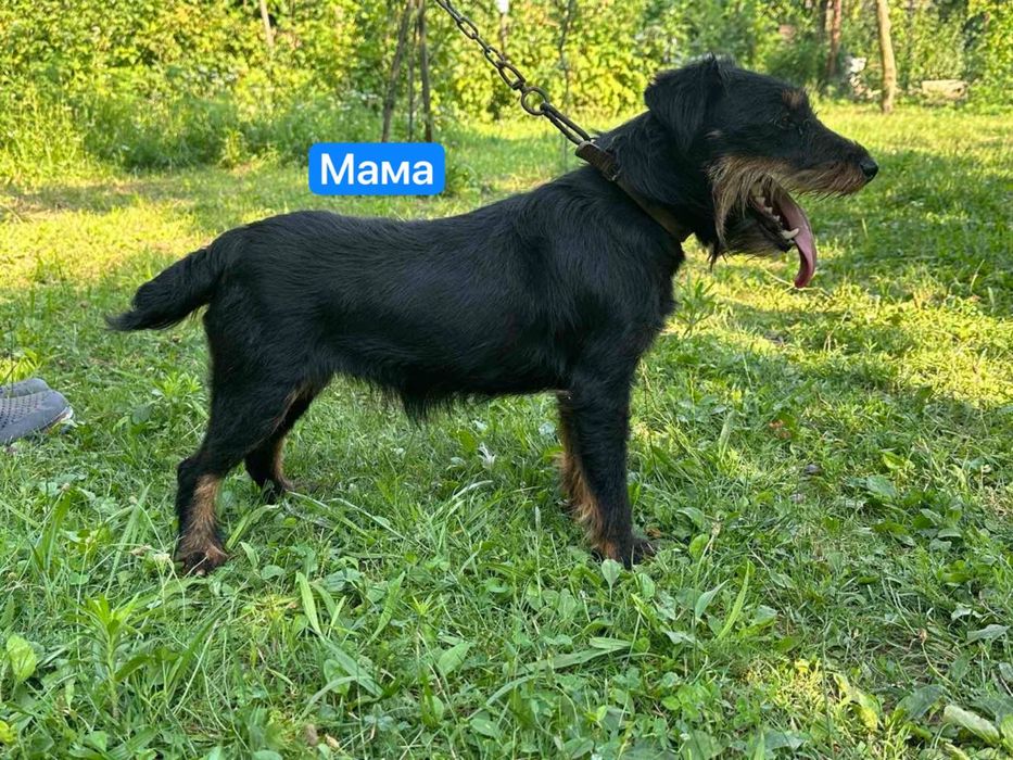 Цуценята Німецький ягдтерʼєр