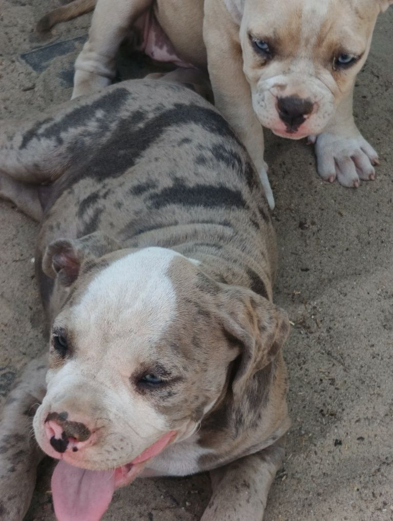 American Bully ABKC merle suczka