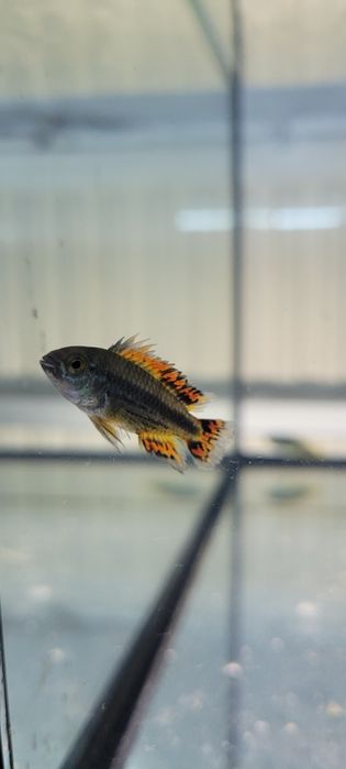 Kakadu pielegniczka
