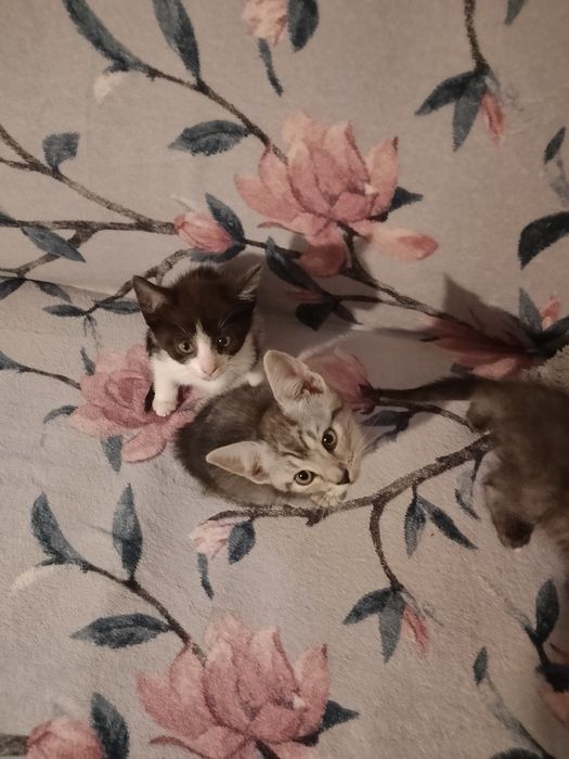 Urocze kociaki do adopcji szukają domu.