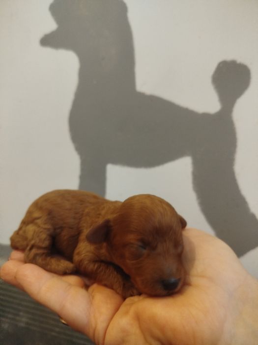 Pudel miniaturowy piesek Red