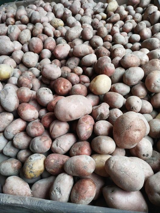 Ziemniaki paszowe odpadowe dla zwierząt