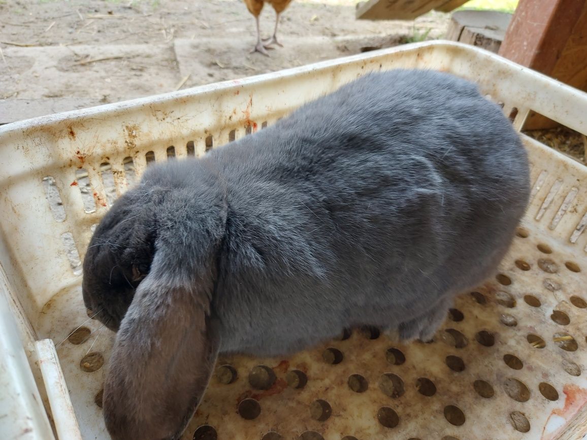 Dorosłe Samice Baran Francuski Niebieski BFN króliki królik samica