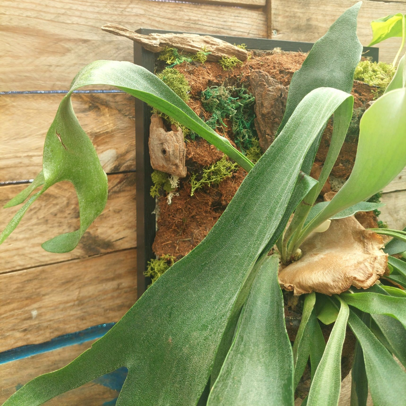Quadro vivo com plantas naturais