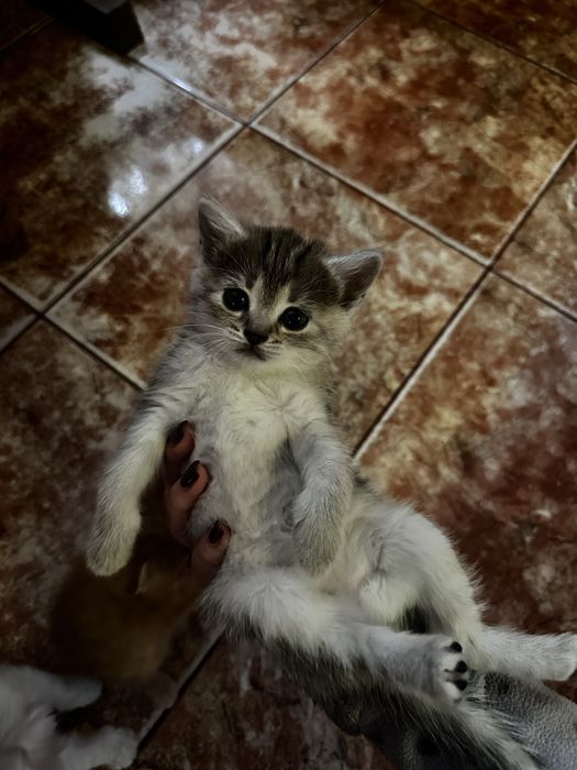 відаю котика в добрі руки