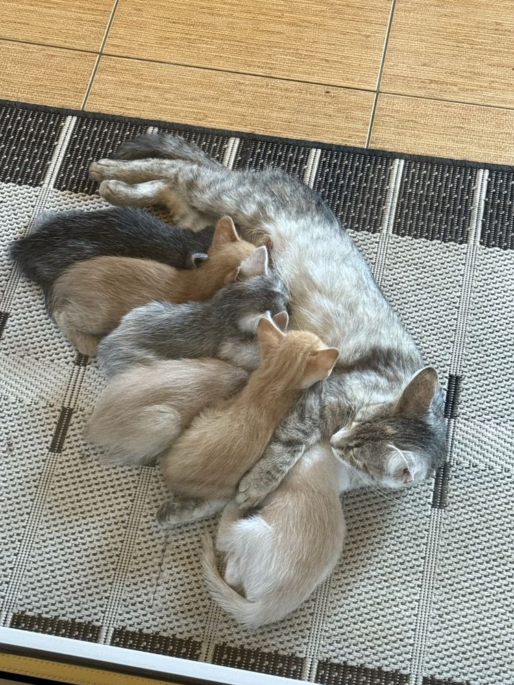 Котики безкоштовно