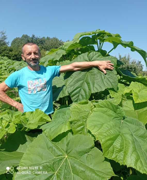 Павловнія Шан Тонг, Пао Тонг, Войлочна, корінь, коріння павловнії