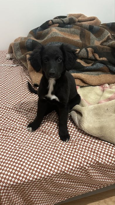 Uma cachorrinha mestiça.