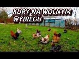 Kury Nioski młode z pierwszym jajkiem ! Rossa Sendi Messa ! Transport
