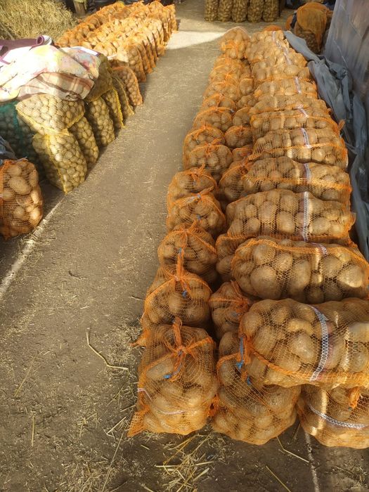 Ziemniaki jadalne,sadzeniaki,odpadowe