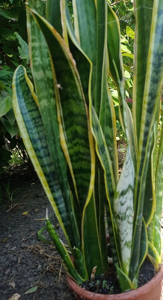 Сансев’єрія з жовтим краєм. Сансевиерия. Sansevieria.