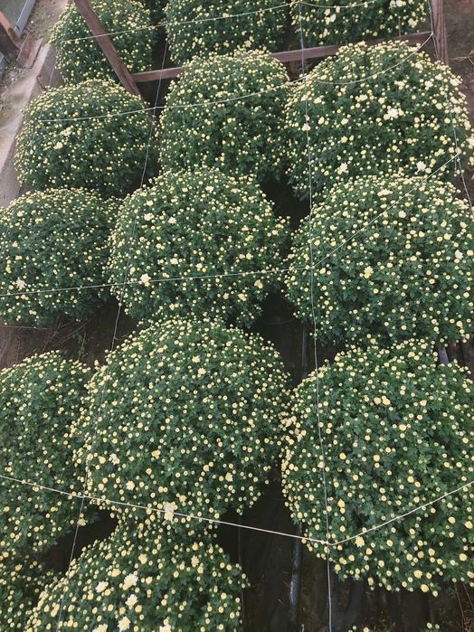 Chryzantemy doniczkowe