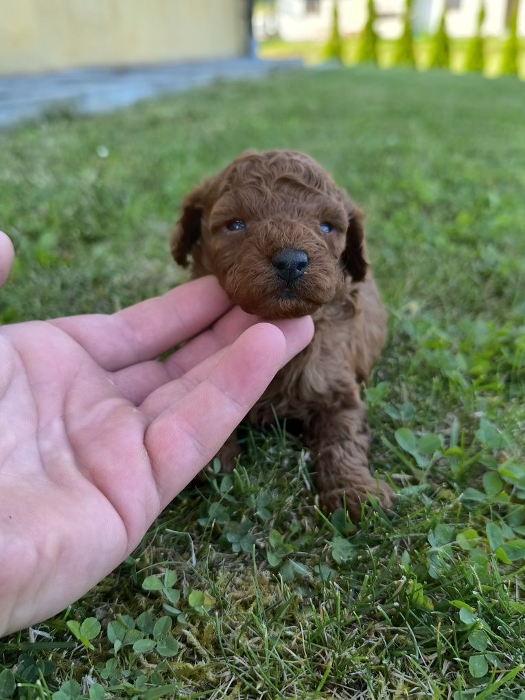 Pudel toy Red Brown Chińczyk