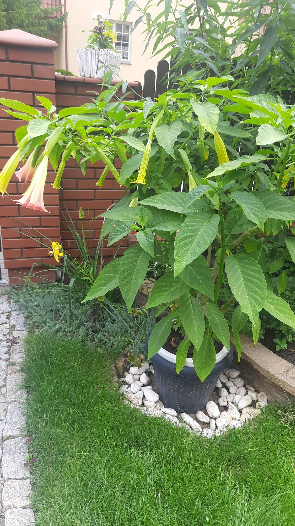 Kwiat datura około 150 cm