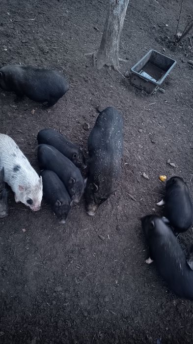 Świnki wietnamki świnie wietnamskie