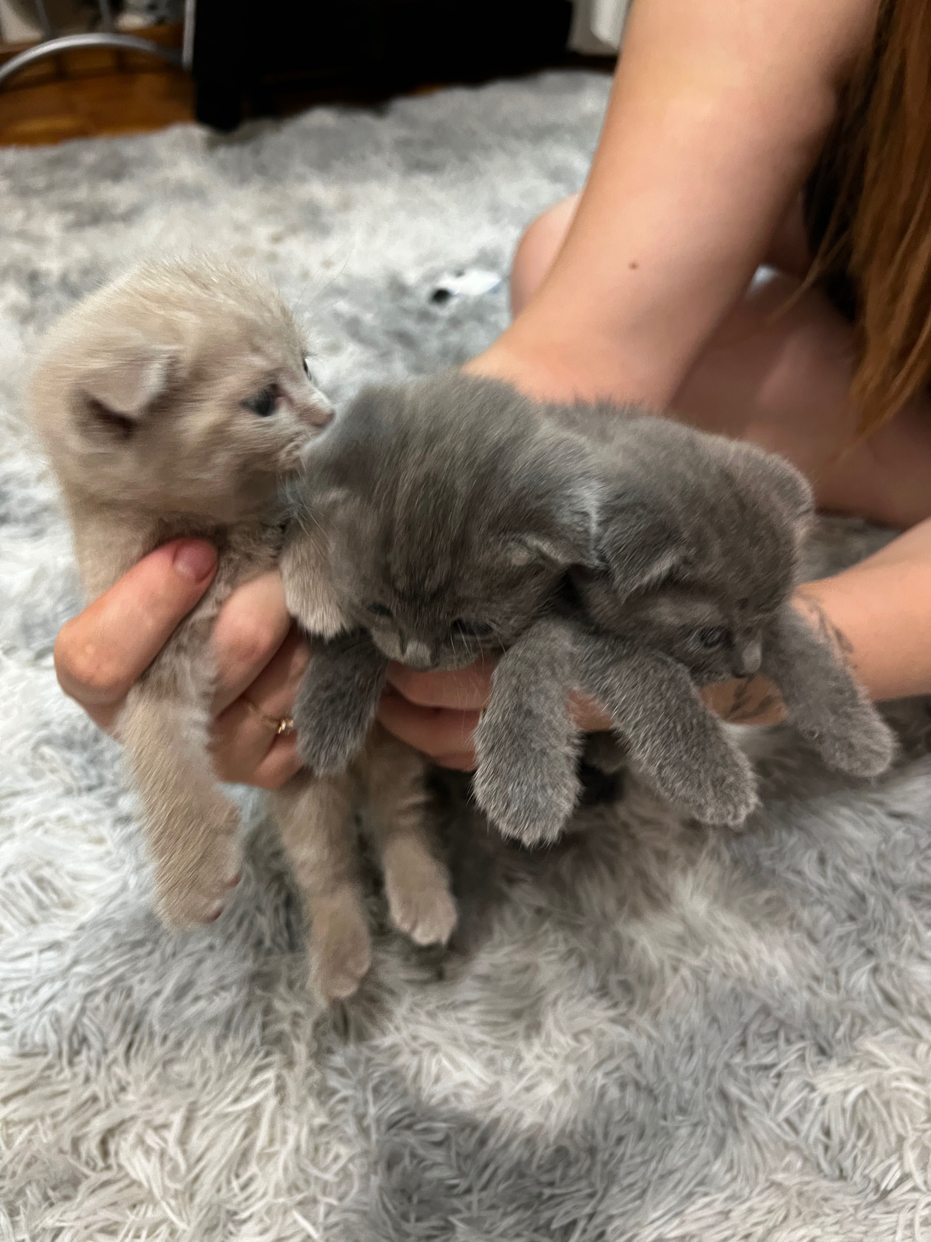 Продаю дуже гарних британських кошенят