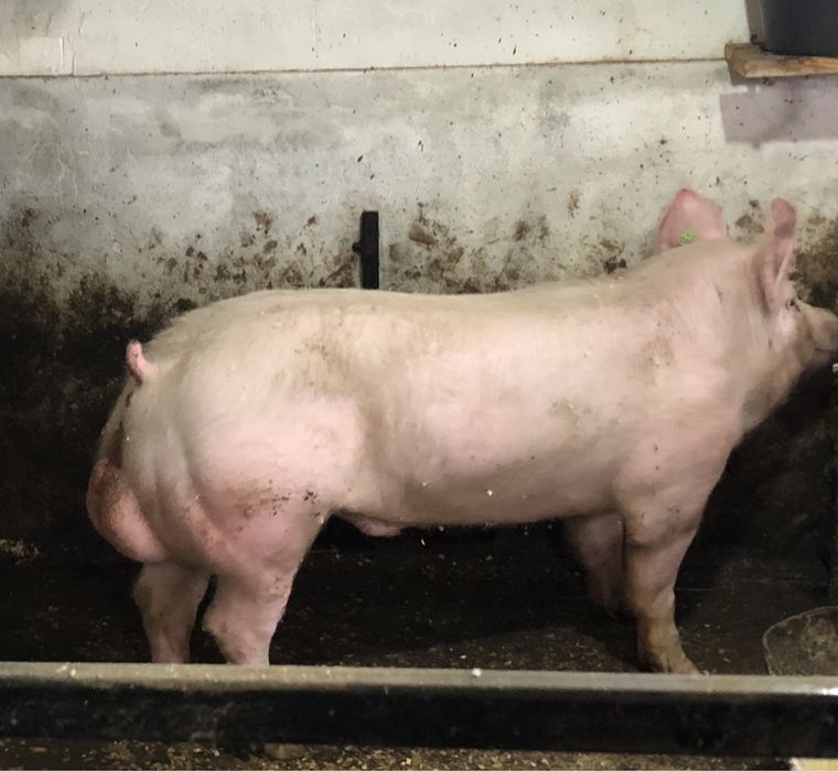 Сім’я високопродуктивних хряків.