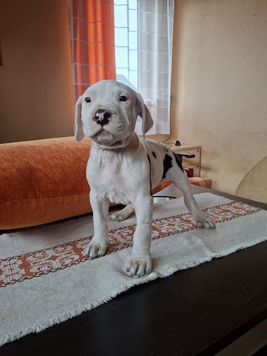 Bandog piękny biały piesek nie dog argentyński cane corso amstaff