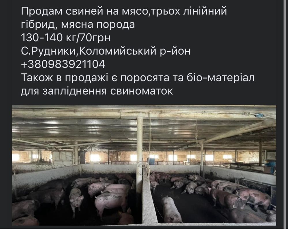 Продам Свині Живою Вагою від 120 до 140 кг