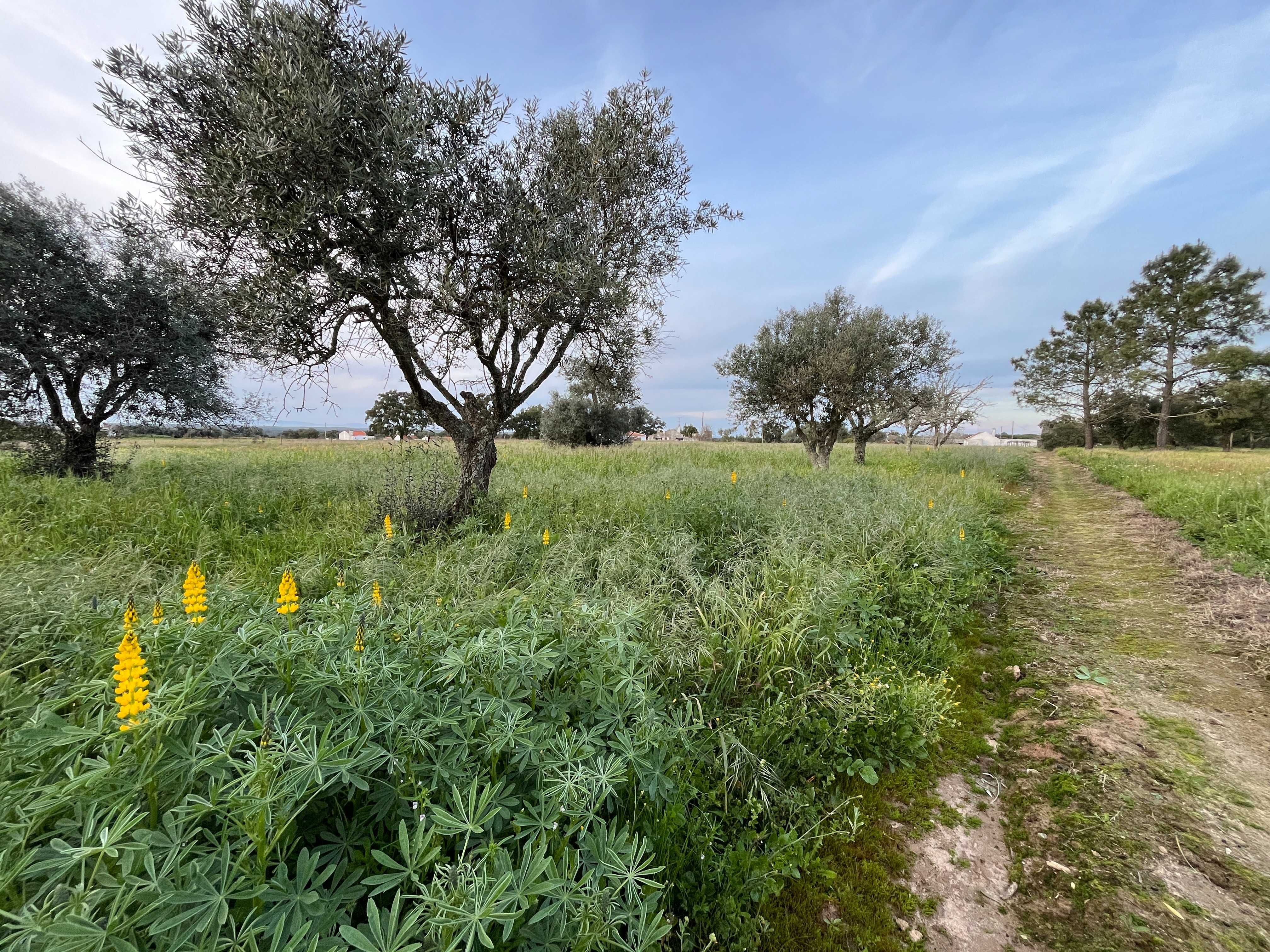 Terreno para venda 8713m2 em Pinheirinhos, Melides