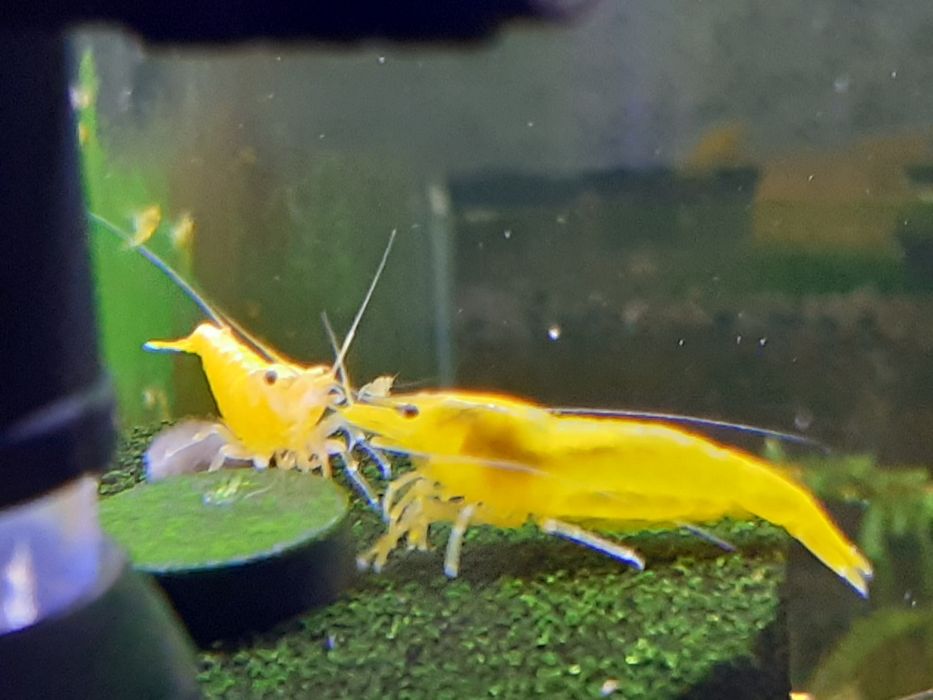 Mix 27 krewetek Neocaridina, 9 gatunków