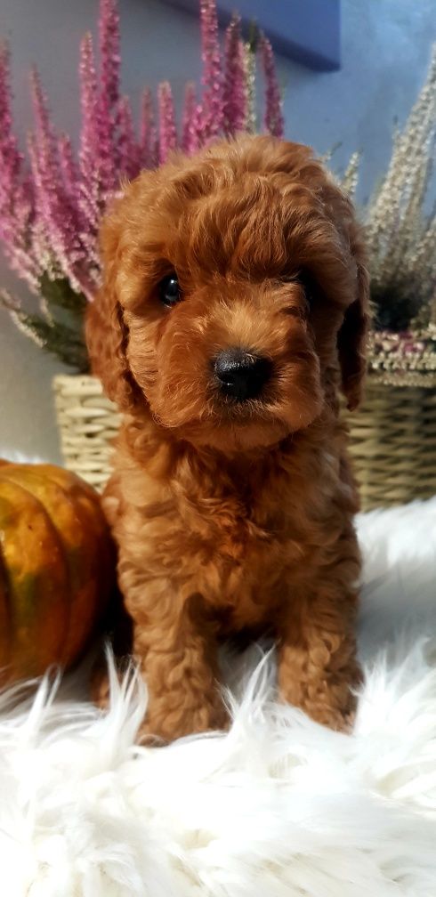Cavapoo f1 b chłopiec