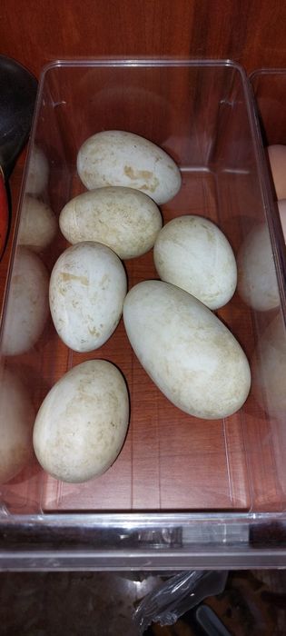 Gansos Toulouse e ovos