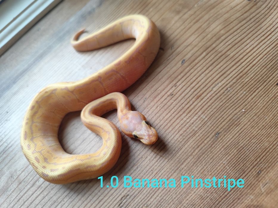 Zbożowe" węże kolorowe