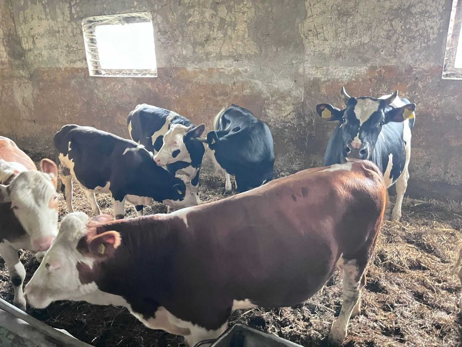 Jałówki z wlasnej hodowli