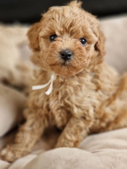 Міні Мальтипу Київ — супер миле, мініатюрне! Мальтипушечки