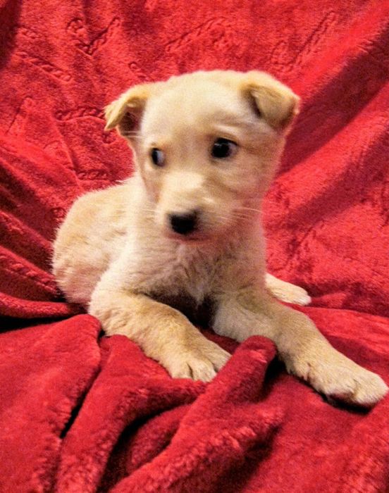 BLONDI - znalezuona suczka szczeniak szuka domku